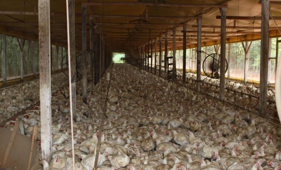 Expectativa do setor produtivo da pecuária do Estado é que as recentes conquistas na vigilância sanitária aumentem ainda mais o comércio internacional a partir deste ano.