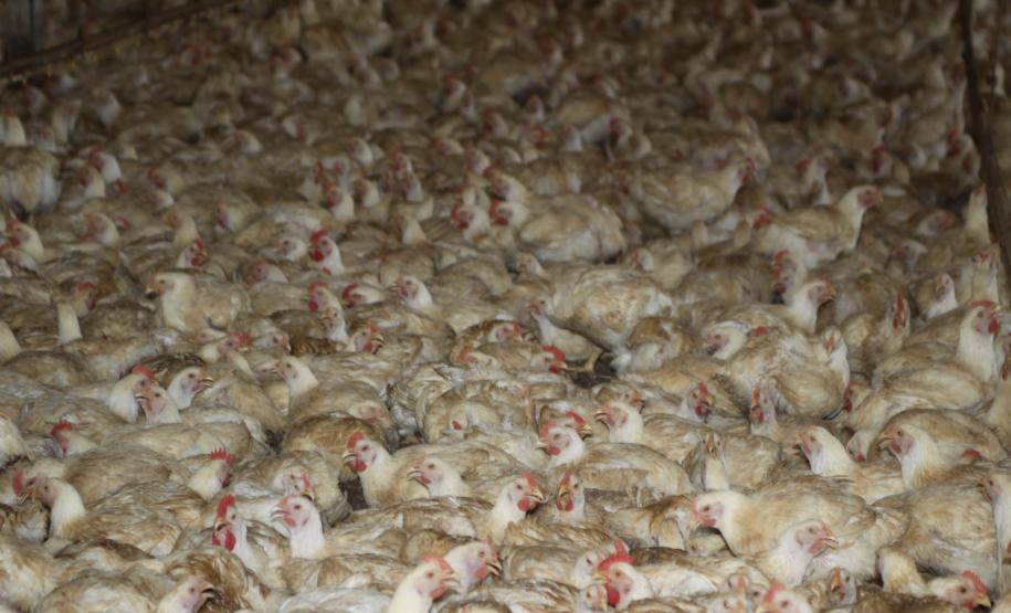 Expectativa do setor produtivo da pecuária do Estado é que as recentes conquistas na vigilância sanitária aumentem ainda mais o comércio internacional a partir deste ano.