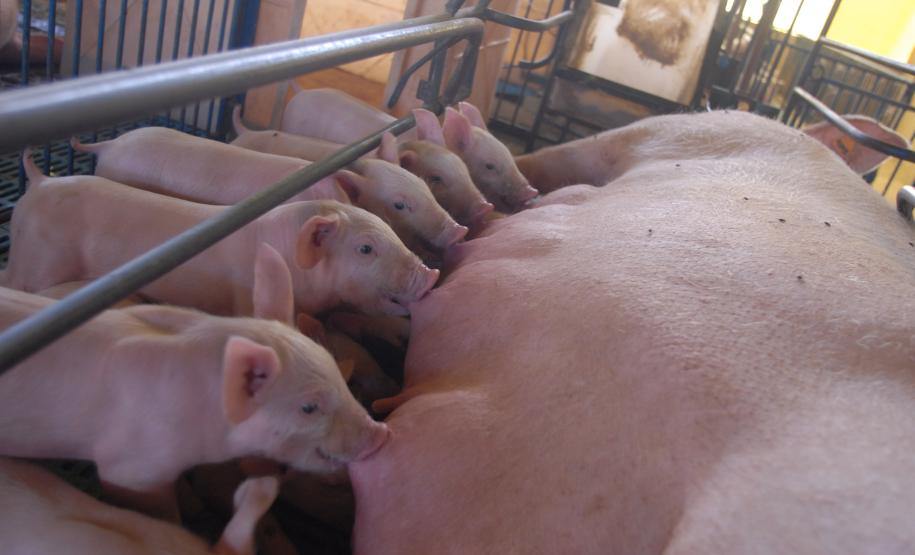 Expectativa do setor produtivo da pecuária do Estado é que as recentes conquistas na vigilância sanitária aumentem ainda mais o comércio internacional a partir deste ano.