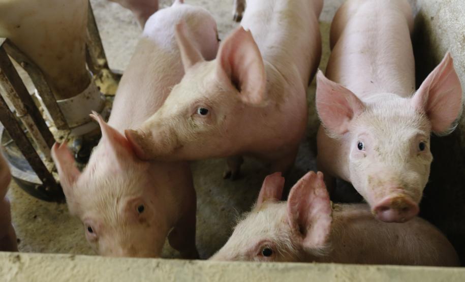 Expectativa do setor produtivo da pecuária do Estado é que as recentes conquistas na vigilância sanitária aumentem ainda mais o comércio internacional a partir deste ano.