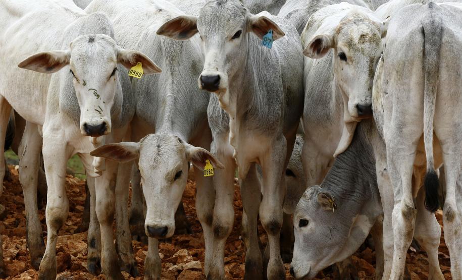 Expectativa do setor produtivo da pecuária do Estado é que as recentes conquistas na vigilância sanitária aumentem ainda mais o comércio internacional a partir deste ano.