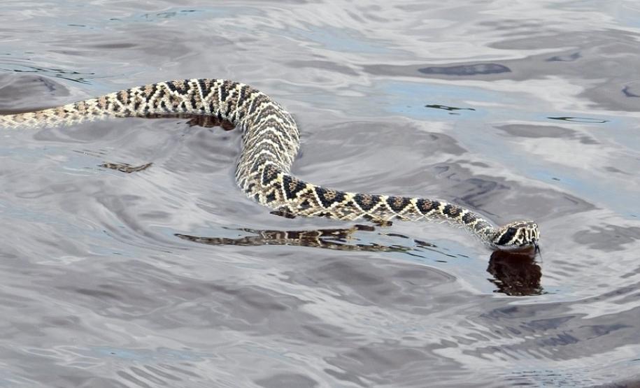 Parceria com o JB Litoral traz o biólogo Caio Fernandes para palestra no Palácio Taguaré