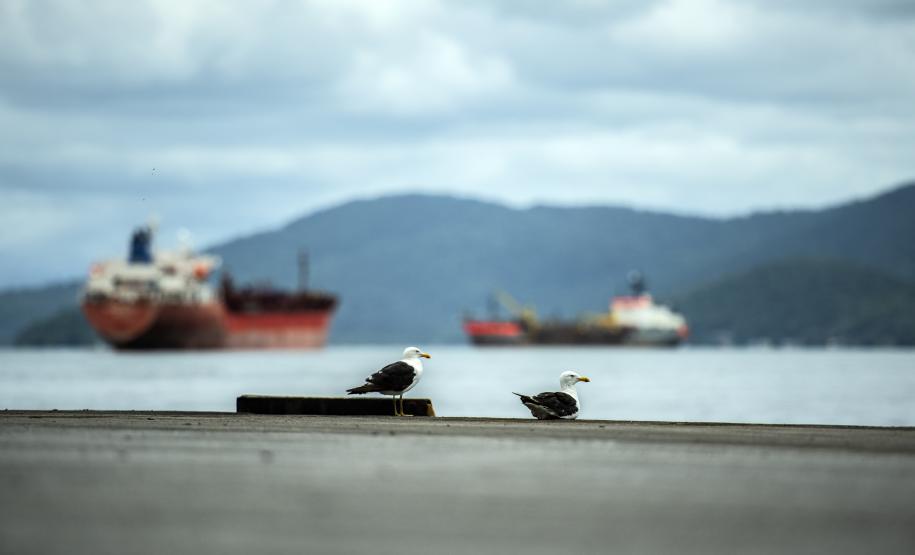 Porto do agronegócio brasileiro, o gigante paranaense é o porto público de grande porte melhor avaliado no Índice de Desenvolvimento Ambiental da Agência Nacional de Transportes Aquaviários (ANTAQ).