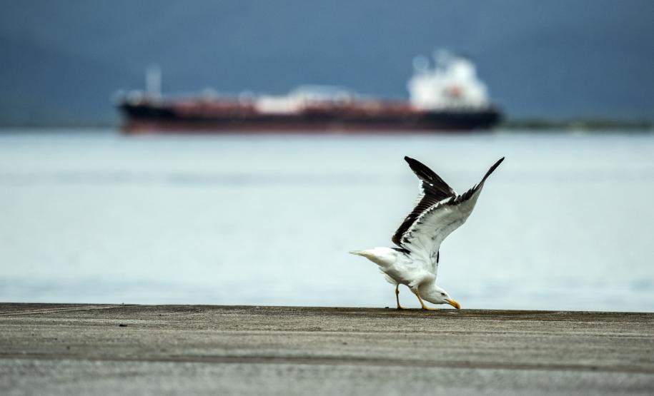 Porto do agronegócio brasileiro, o gigante paranaense é o porto público de grande porte melhor avaliado no Índice de Desenvolvimento Ambiental da Agência Nacional de Transportes Aquaviários (ANTAQ).