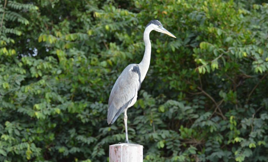 Pandemia da COVID-19 não prejudicou as operações nos Portos do Paraná e o cuidado com a natureza continua. Todos os programas que envolvem as licenças para o funcionamento dos portos de Paranaguá e Antonina foram mantidos e, nas últimas semanas, a empresa pública que administra a atividade portuária no Estado realizou uma série de ações de cuidado com a vida marinha
