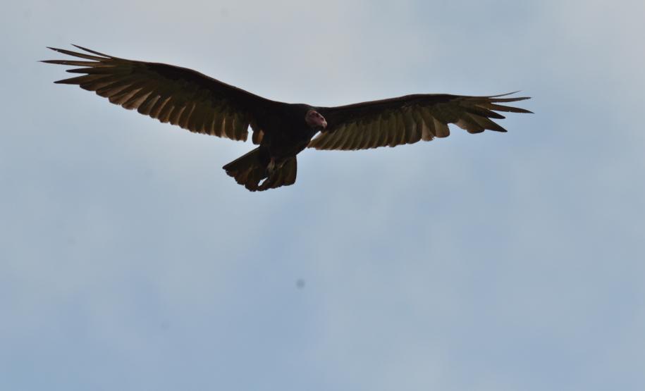 Pandemia da COVID-19 não prejudicou as operações nos Portos do Paraná e o cuidado com a natureza continua. Todos os programas que envolvem as licenças para o funcionamento dos portos de Paranaguá e Antonina foram mantidos e, nas últimas semanas, a empresa pública que administra a atividade portuária no Estado realizou uma série de ações de cuidado com a vida marinha