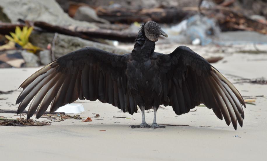Pandemia da COVID-19 não prejudicou as operações nos Portos do Paraná e o cuidado com a natureza continua. Todos os programas que envolvem as licenças para o funcionamento dos portos de Paranaguá e Antonina foram mantidos e, nas últimas semanas, a empresa pública que administra a atividade portuária no Estado realizou uma série de ações de cuidado com a vida marinha