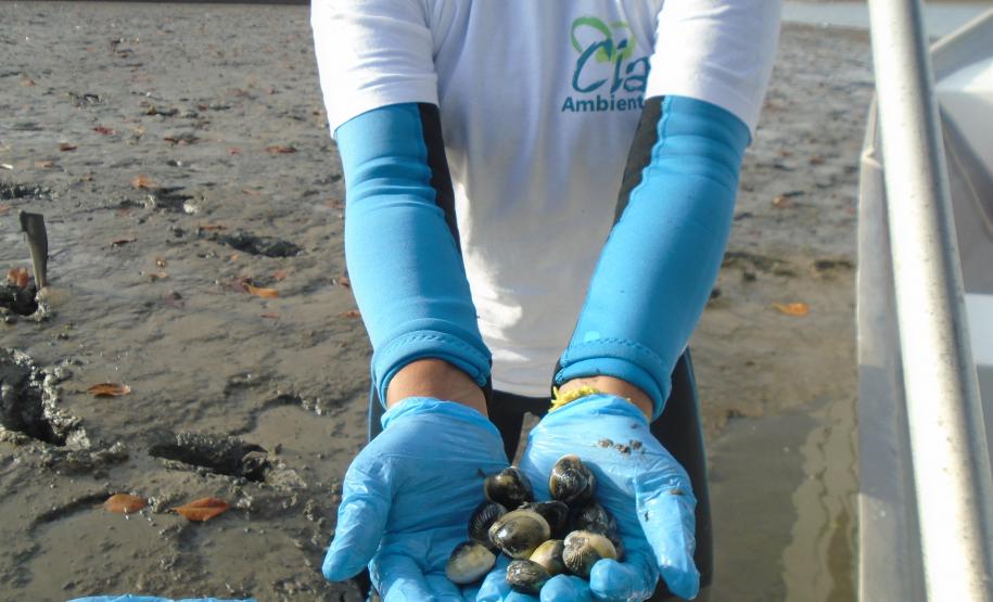 Pandemia da COVID-19 não prejudicou as operações nos Portos do Paraná e o cuidado com a natureza continua. Todos os programas que envolvem as licenças para o funcionamento dos portos de Paranaguá e Antonina foram mantidos e, nas últimas semanas, a empresa pública que administra a atividade portuária no Estado realizou uma série de ações de cuidado com a vida marinha