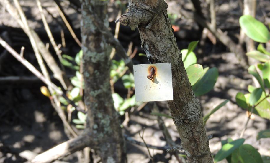 Pandemia da COVID-19 não prejudicou as operações nos Portos do Paraná e o cuidado com a natureza continua. Todos os programas que envolvem as licenças para o funcionamento dos portos de Paranaguá e Antonina foram mantidos e, nas últimas semanas, a empresa pública que administra a atividade portuária no Estado realizou uma série de ações de cuidado com a vida marinha