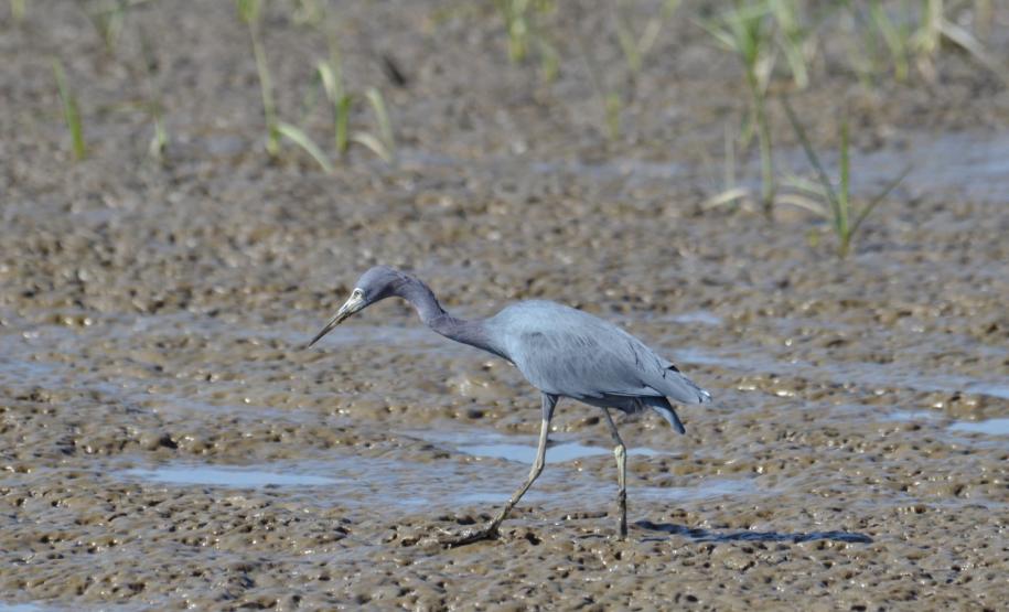 Pandemia da COVID-19 não prejudicou as operações nos Portos do Paraná e o cuidado com a natureza continua. Todos os programas que envolvem as licenças para o funcionamento dos portos de Paranaguá e Antonina foram mantidos e, nas últimas semanas, a empresa pública que administra a atividade portuária no Estado realizou uma série de ações de cuidado com a vida marinha