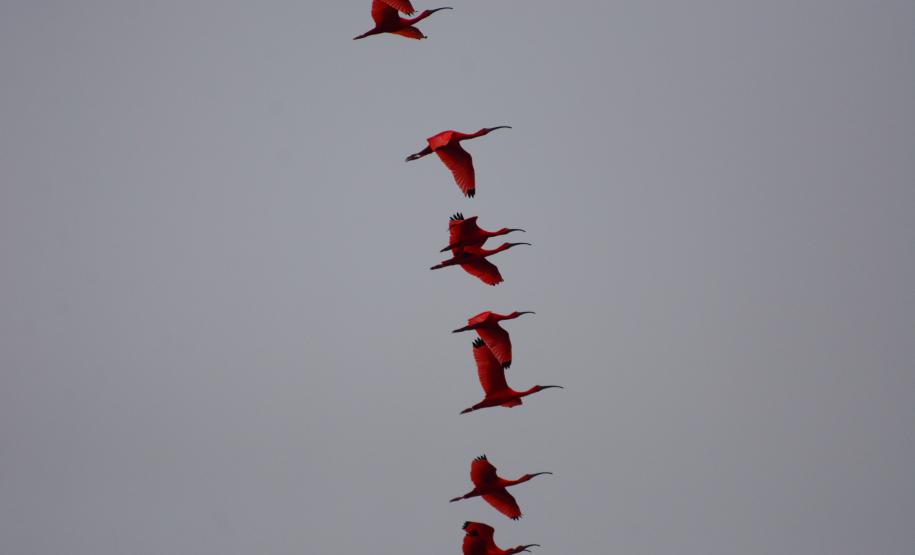 Pandemia da COVID-19 não prejudicou as operações nos Portos do Paraná e o cuidado com a natureza continua. Todos os programas que envolvem as licenças para o funcionamento dos portos de Paranaguá e Antonina foram mantidos e, nas últimas semanas, a empresa pública que administra a atividade portuária no Estado realizou uma série de ações de cuidado com a vida marinha