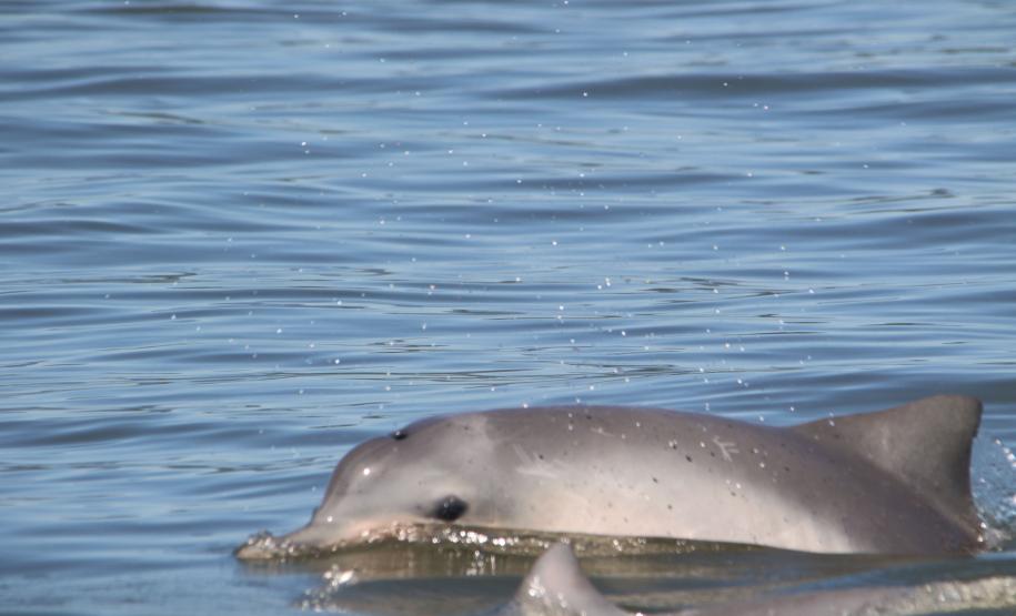 Pandemia da COVID-19 não prejudicou as operações nos Portos do Paraná e o cuidado com a natureza continua. Todos os programas que envolvem as licenças para o funcionamento dos portos de Paranaguá e Antonina foram mantidos e, nas últimas semanas, a empresa pública que administra a atividade portuária no Estado realizou uma série de ações de cuidado com a vida marinha