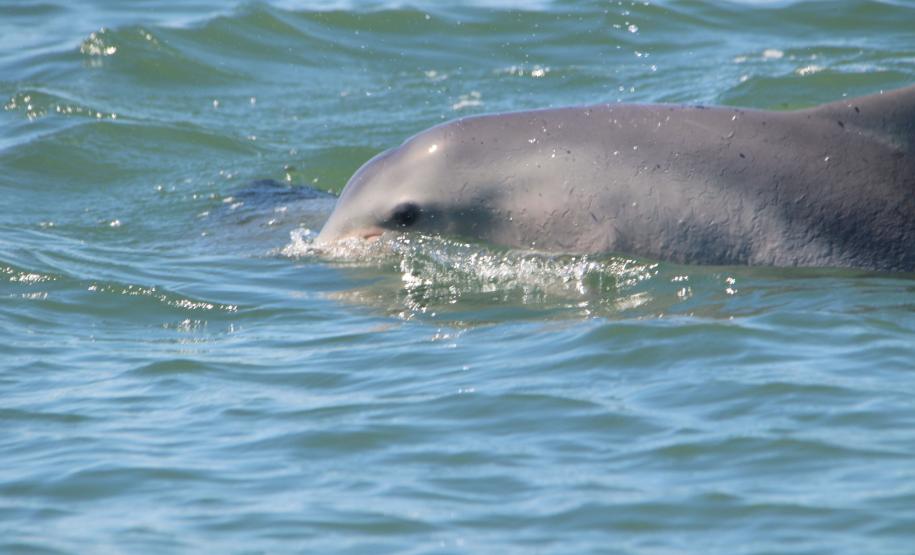 Pandemia da COVID-19 não prejudicou as operações nos Portos do Paraná e o cuidado com a natureza continua. Todos os programas que envolvem as licenças para o funcionamento dos portos de Paranaguá e Antonina foram mantidos e, nas últimas semanas, a empresa pública que administra a atividade portuária no Estado realizou uma série de ações de cuidado com a vida marinha