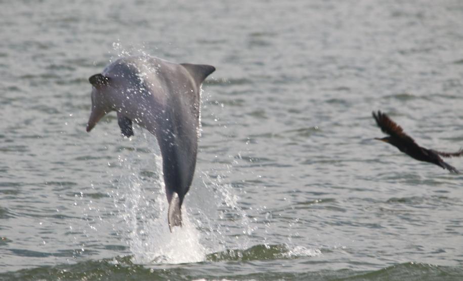 Pandemia da COVID-19 não prejudicou as operações nos Portos do Paraná e o cuidado com a natureza continua. Todos os programas que envolvem as licenças para o funcionamento dos portos de Paranaguá e Antonina foram mantidos e, nas últimas semanas, a empresa pública que administra a atividade portuária no Estado realizou uma série de ações de cuidado com a vida marinha
