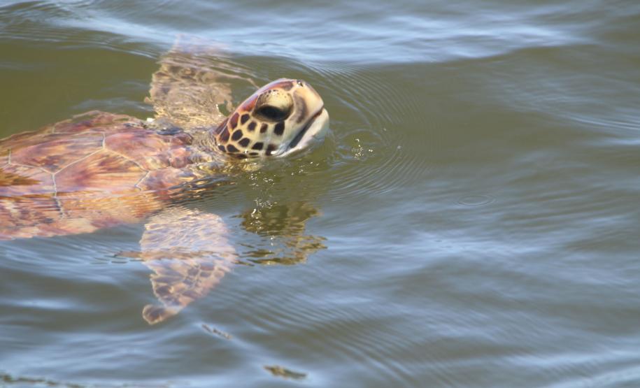 Pandemia da COVID-19 não prejudicou as operações nos Portos do Paraná e o cuidado com a natureza continua. Todos os programas que envolvem as licenças para o funcionamento dos portos de Paranaguá e Antonina foram mantidos e, nas últimas semanas, a empresa pública que administra a atividade portuária no Estado realizou uma série de ações de cuidado com a vida marinha