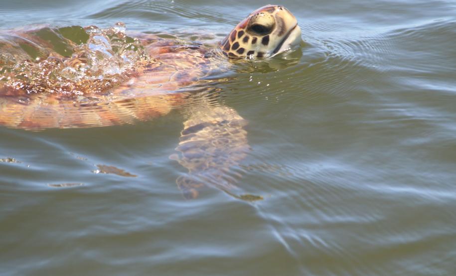 Pandemia da COVID-19 não prejudicou as operações nos Portos do Paraná e o cuidado com a natureza continua. Todos os programas que envolvem as licenças para o funcionamento dos portos de Paranaguá e Antonina foram mantidos e, nas últimas semanas, a empresa pública que administra a atividade portuária no Estado realizou uma série de ações de cuidado com a vida marinha