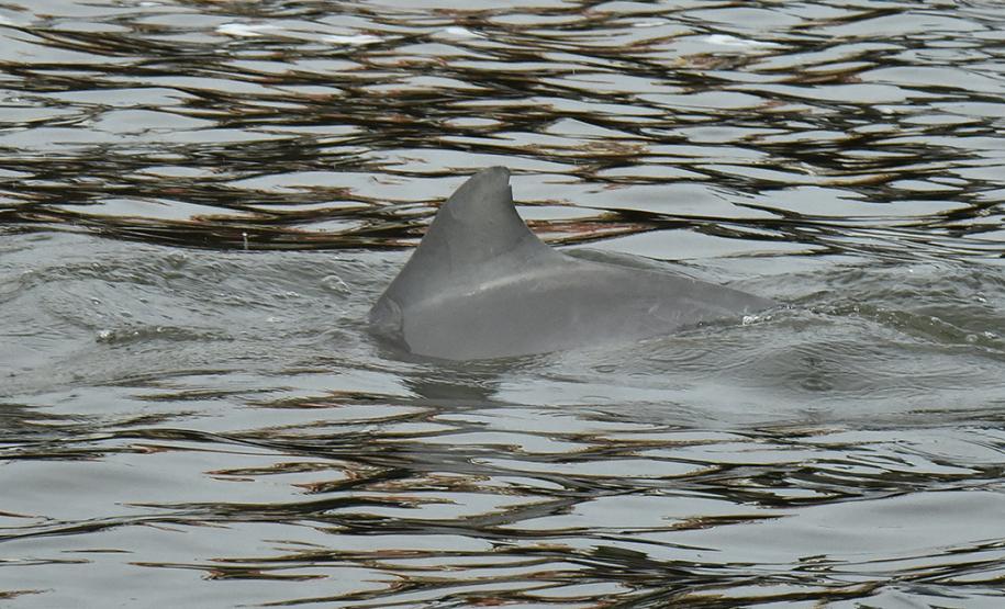 O cuidado com animais marinhos que vivem na área dos portos de Paranaguá e Antonina é o tema de uma nova campanha da Portos do Paraná. A empresa pública, em conjunto com a Cia Ambiental, desenvolveu uma cartilha para orientar embarcações sobre como agir ao encontrar grupos de botos-cinza durante a navegação.