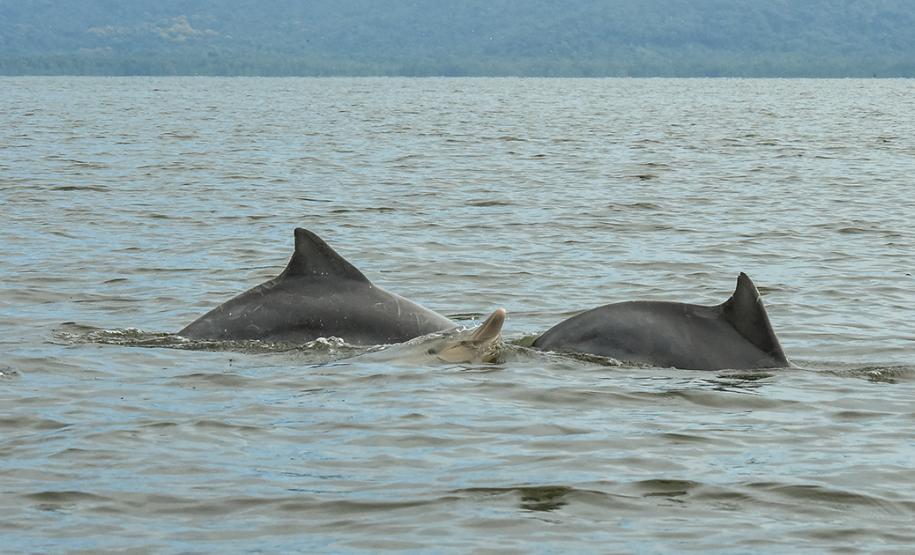 O cuidado com animais marinhos que vivem na área dos portos de Paranaguá e Antonina é o tema de uma nova campanha da Portos do Paraná. A empresa pública, em conjunto com a Cia Ambiental, desenvolveu uma cartilha para orientar embarcações sobre como agir ao encontrar grupos de botos-cinza durante a navegação.