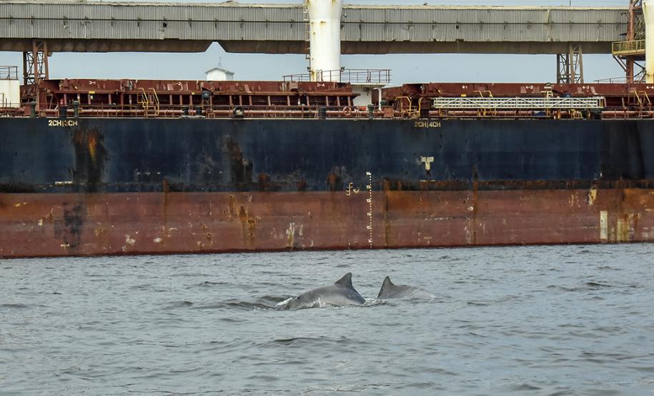 O cuidado com animais marinhos que vivem na área dos portos de Paranaguá e Antonina é o tema de uma nova campanha da Portos do Paraná. A empresa pública, em conjunto com a Cia Ambiental, desenvolveu uma cartilha para orientar embarcações sobre como agir ao encontrar grupos de botos-cinza durante a navegação.