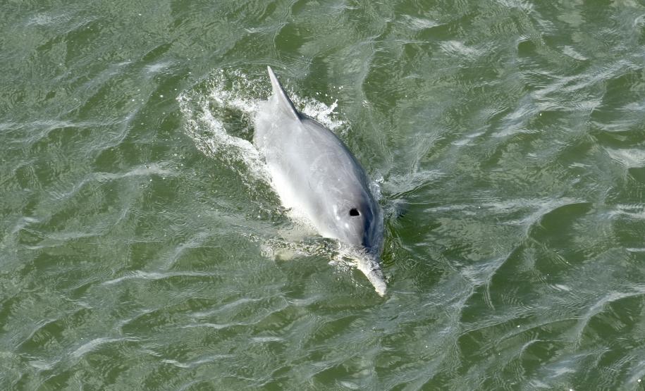 O cuidado com animais marinhos que vivem na área dos portos de Paranaguá e Antonina é o tema de uma nova campanha da Portos do Paraná. A empresa pública, em conjunto com a Cia Ambiental, desenvolveu uma cartilha para orientar embarcações sobre como agir ao encontrar grupos de botos-cinza durante a navegação.