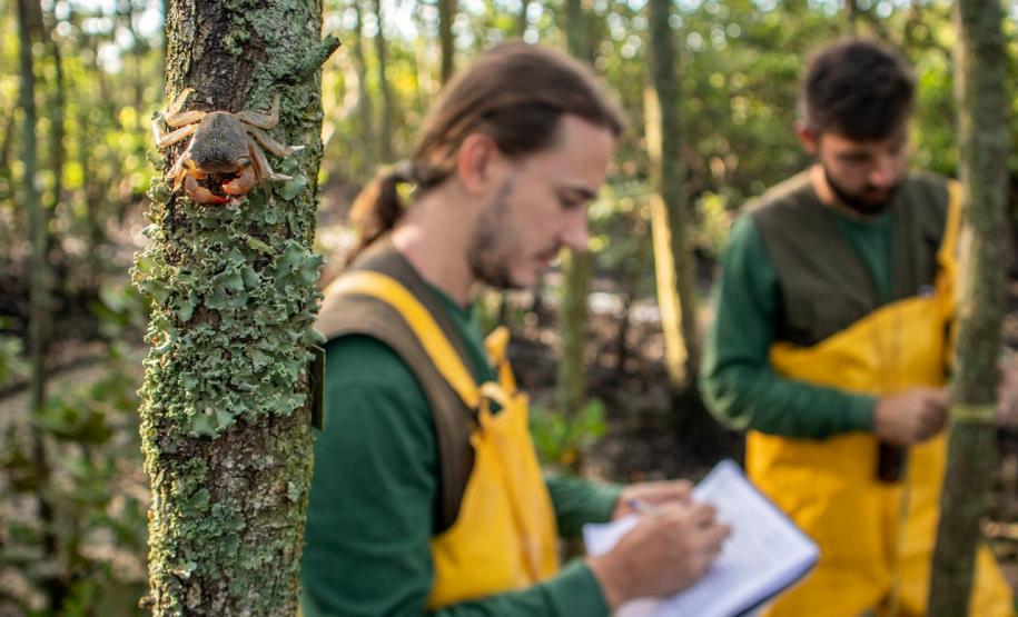 Avaliação feita por auditor externo na empresa pública faz parte das condições para a Licença de Operação do Porto de Paranaguá.