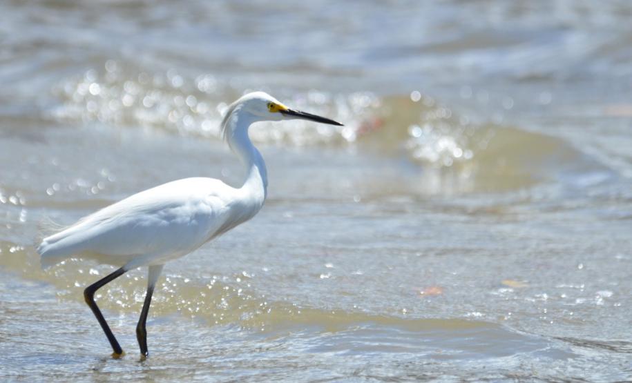 Garça-branca (Egretta thula)