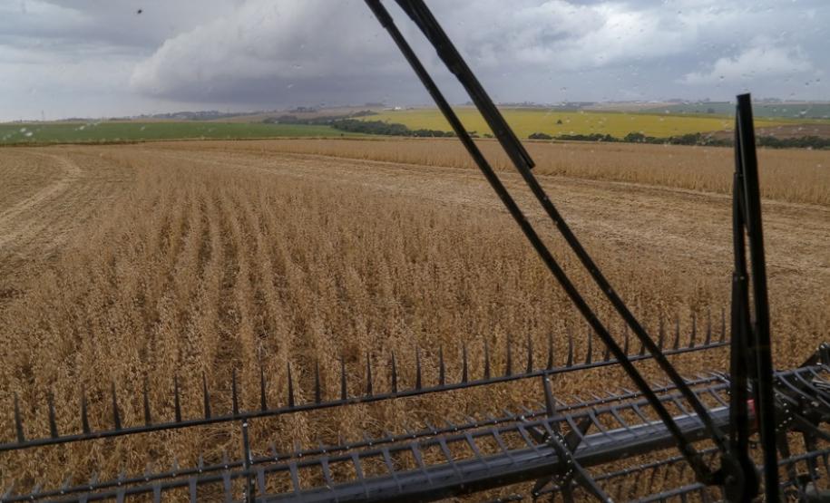 Destaque na série Paraná que Alimenta o Mundo, o grão é o principal produto do agro paranaense. Responde por 20% do Valor Bruto da Produção (VBP) e por 36,8% de tudo que o Estado exportou no ano passado. Estimativa da safra 2020/2021 é colher 20,4 milhões de toneladas da oleaginosa.