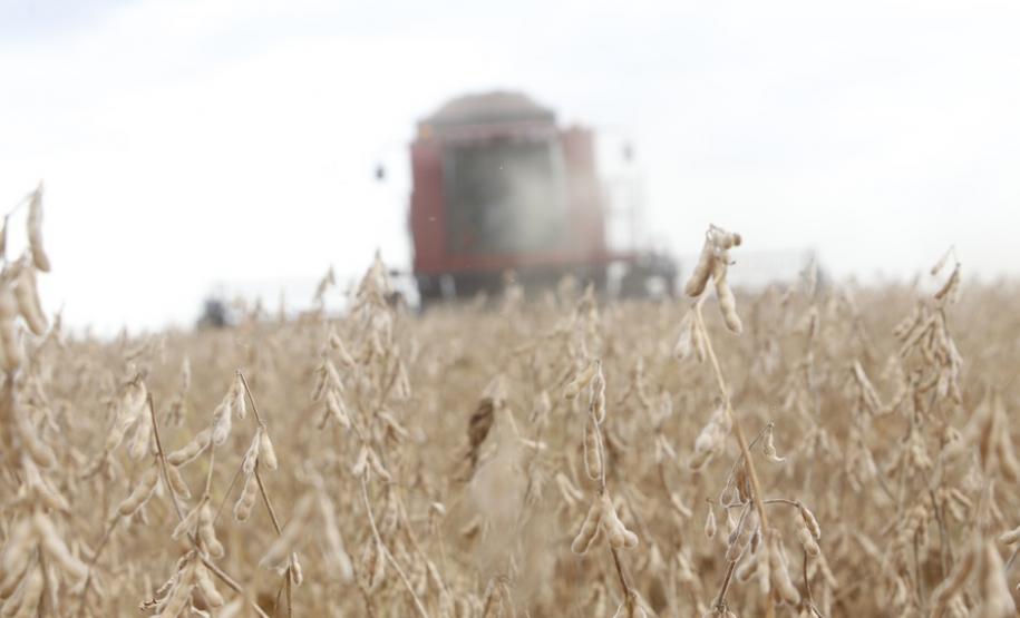 Destaque na série Paraná que Alimenta o Mundo, o grão é o principal produto do agro paranaense. Responde por 20% do Valor Bruto da Produção (VBP) e por 36,8% de tudo que o Estado exportou no ano passado. Estimativa da safra 2020/2021 é colher 20,4 milhões de toneladas da oleaginosa.