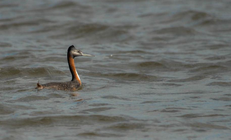 Presença do animal indica escassa ou total ausência de contaminação da água e do entorno