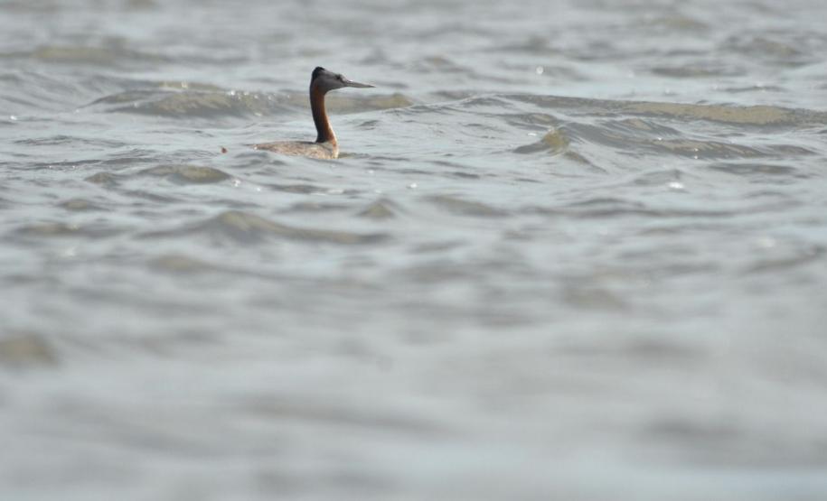 Presença do animal indica escassa ou total ausência de contaminação da água e do entorno