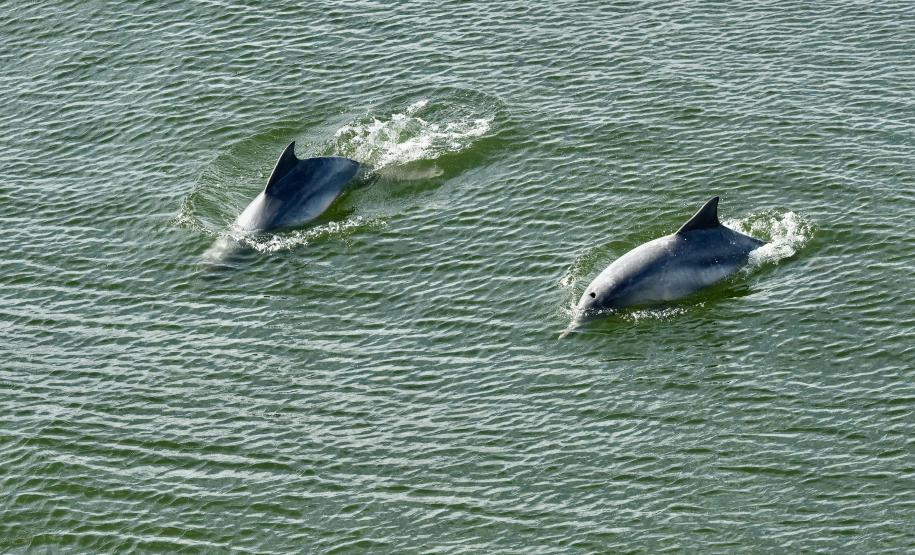 Portos do Paraná reforça compromisso com os Oceanos