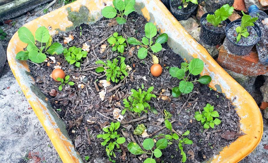 Projeto é gratuito, tem início com ensinamentos sobre compostagem e qualquer morador das comunidades isoladas das áreas de abrangência dos portos paranaenses pode participar