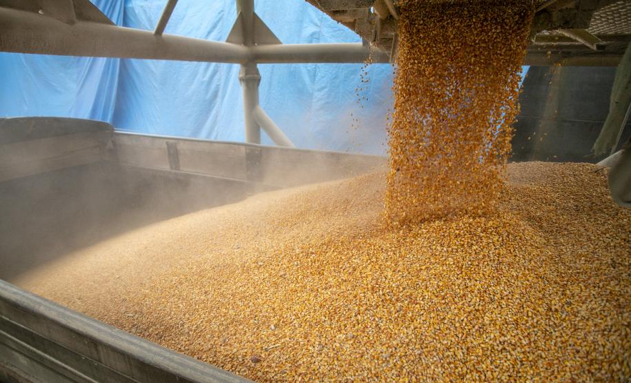 No Corredor de Exportação Leste do Porto de Paranaguá (Corex), duas operações em andamento chamam a atenção por fugirem da rotina do complexo portuário, pelo tipo de produto e modalidade de transporte adotado. A primeira pelo embarque de trigo para navegação interior (cabotagem). Outra, pelo sentido da carga e pela produtividade: 11 mil toneladas de milho de importação foram descarregadas em 24 horas.