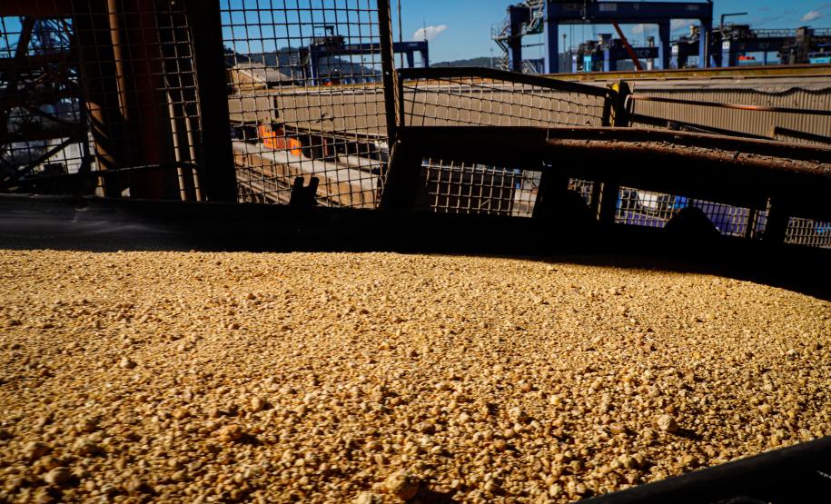 A receita gerada pelas exportações nos Portos do Paraná é quase toda do Agronegócio. Dos quase US$19,83 bilhões acumulados com os embarques em 2021, 90% - cerca de US$17,93 bilhões - foram em produtos agropecuários. Desse montante, o complexo soja e o frango respondem por mais da metade.