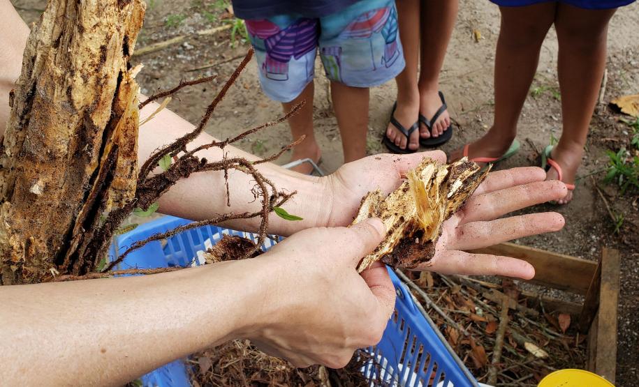 Como educação ambiental, Portos do Paraná implanta composteiras em escolas na Ilha do Mel