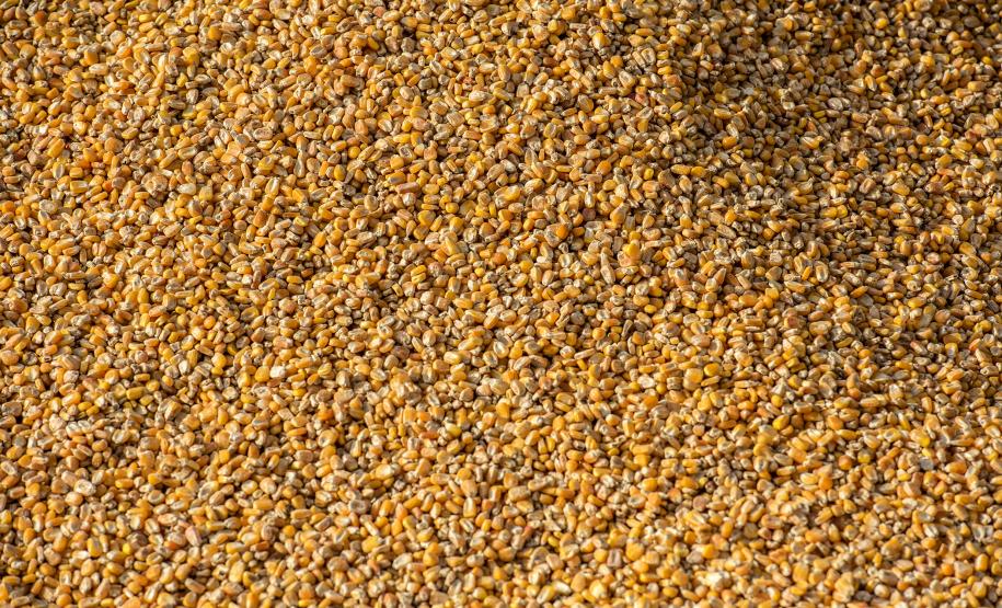 Foram embarcadas 1.546.247 toneladas do produto nos cinco primeiros meses de 2022 e 591.538 toneladas no ano anterior – um acréscimo de 954.709 toneladas. Principais motivos são o início da colheita da safrinha e o conflito entre Rússia e Ucrânia.