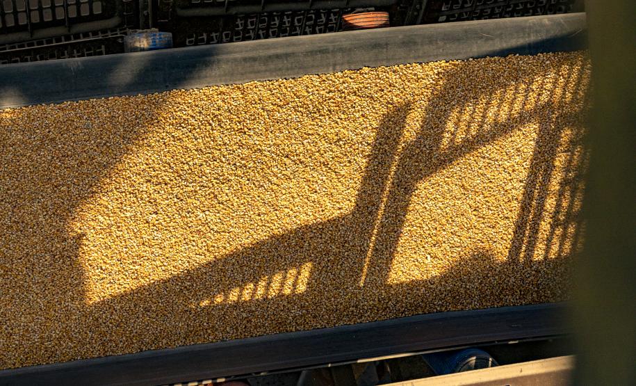 Projeção é de aumento de 53% em relação ao mesmo período de 2021. O crescimento está sendo puxado pelo milho, que deve exportar 2,6 milhões de toneladas no trimestre, mais de 2 mil vezes o volume do ano anterior