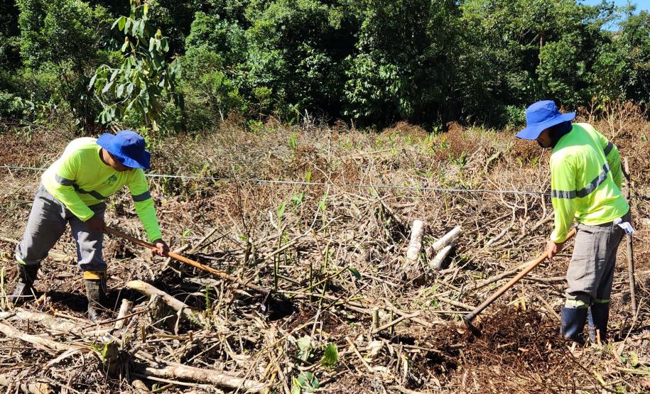 Portos do Paraná inicia plantio de mudas de árvores em áreas de preservação degradadas