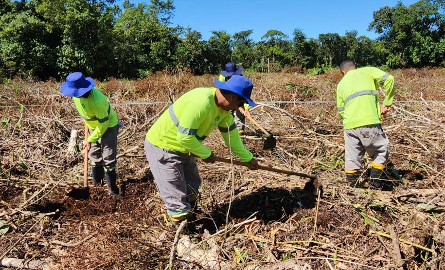 Portos do Paraná inicia plantio de mudas de árvores em áreas de preservação degradadas