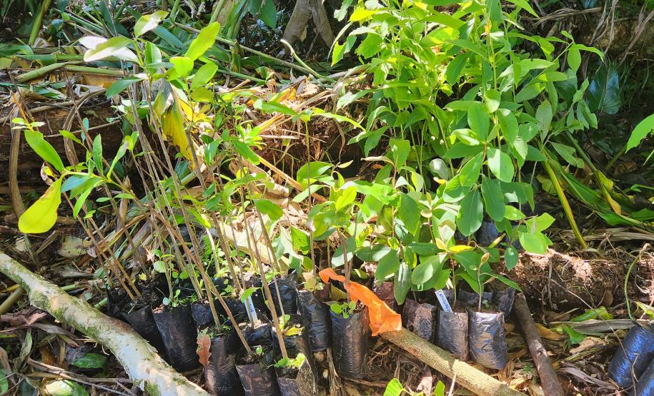 Portos do Paraná inicia plantio de mudas de árvores em áreas de preservação degradadas