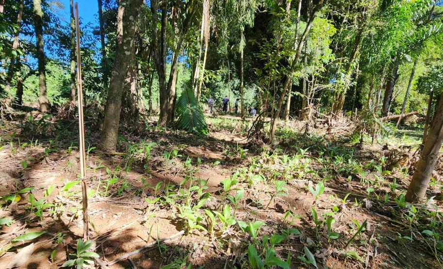 Portos do Paraná inicia plantio de mudas de árvores em áreas de preservação degradadas