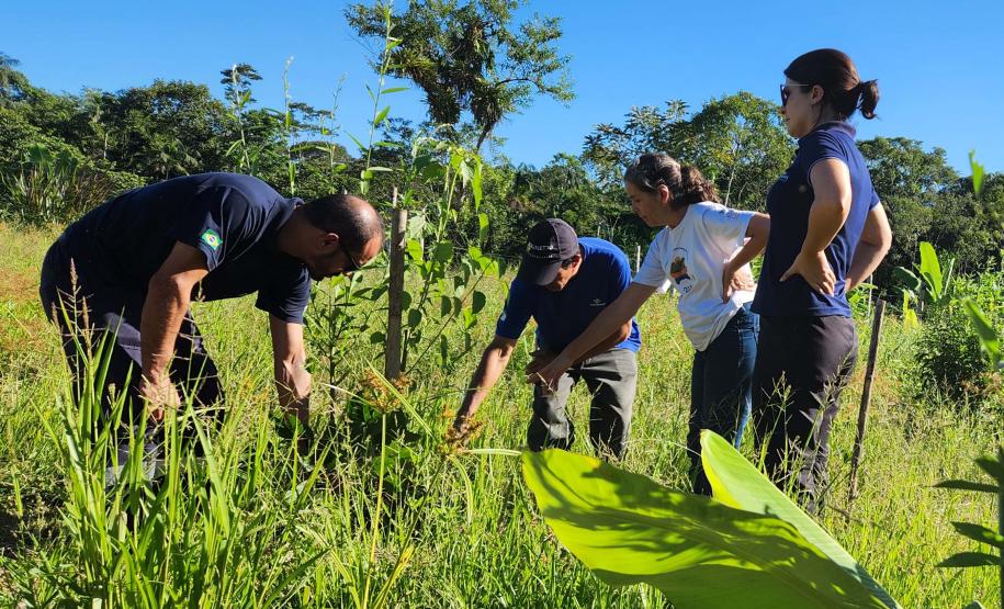 Portos do Paraná inicia plantio de mudas de árvores em áreas de preservação degradadas