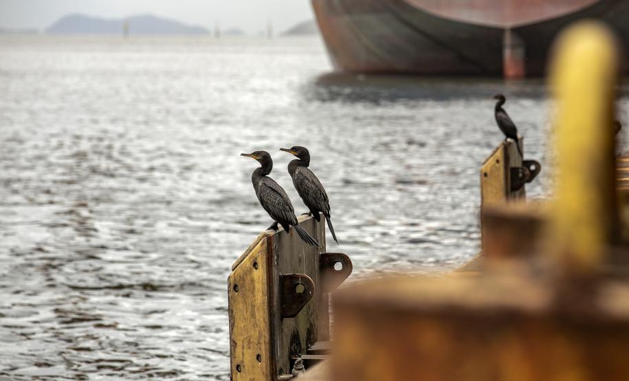 Portos do Paraná são as melhores opções para exportações no Estado