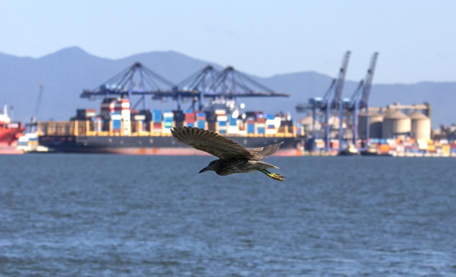 Portos do Paraná são as melhores opções para exportações no Estado