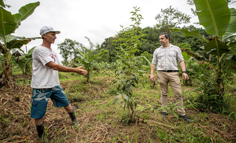 Portos do Paraná recupera área florestal equivalente a 19 campos de futebol em Antonina