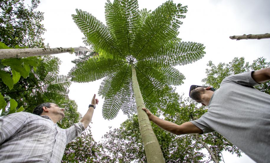 Portos do Paraná recupera área florestal equivalente a 19 campos de futebol em Antonina