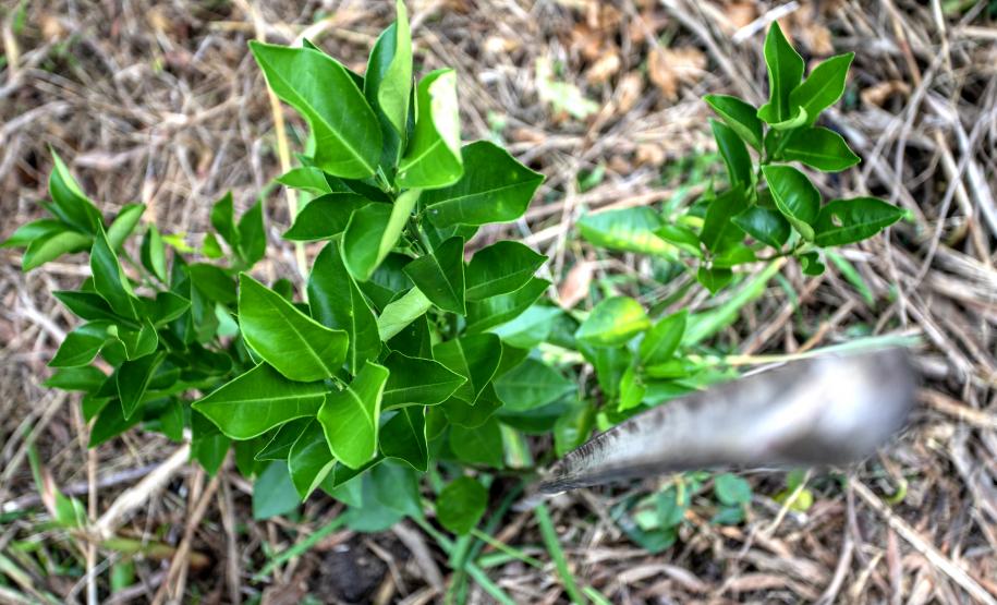 Portos do Paraná recupera área florestal equivalente a 19 campos de futebol em Antonina