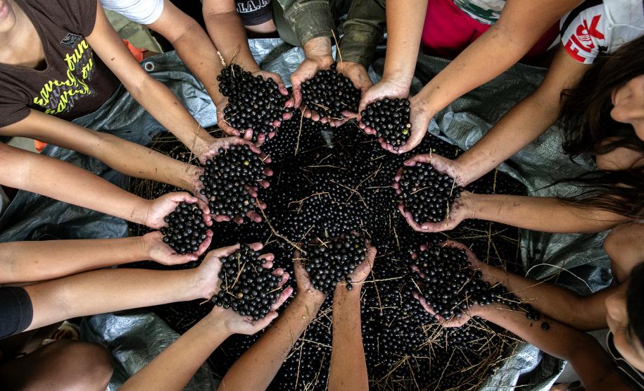 Portos do Paraná oferece oficina gratuita para coleta e despolpa de açaí juçara
