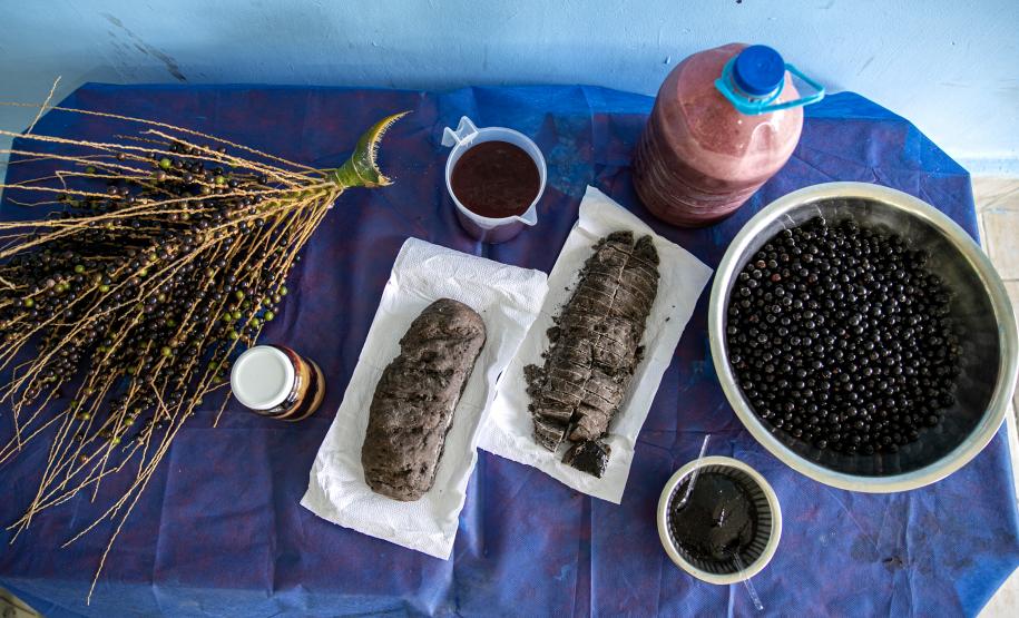 Portos do Paraná oferece oficina gratuita para coleta e despolpa de açaí juçara