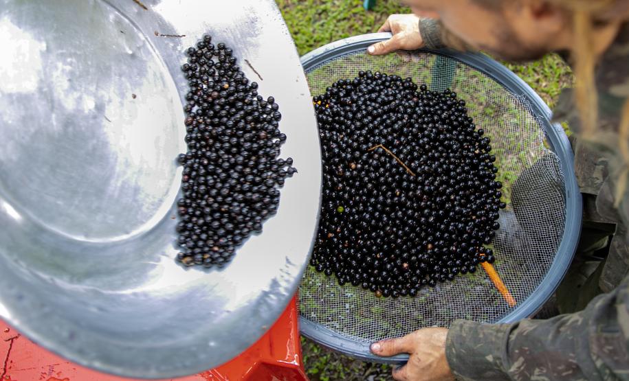 Portos do Paraná oferece oficina gratuita para coleta e despolpa de açaí juçara